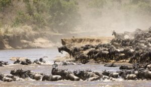 Wildebeest and zebra crossing the Mara river during the great migration