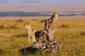 Family of three cheetahs, mother and cubs scan the horizon in the African savannah.