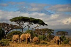 An elephant family of five walking in front of Mt. Kilimanjaro.