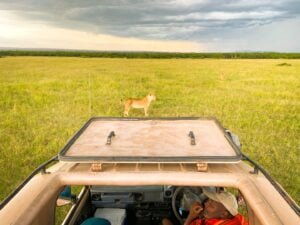 top view of vehicle with a lion standing in the front in a field.