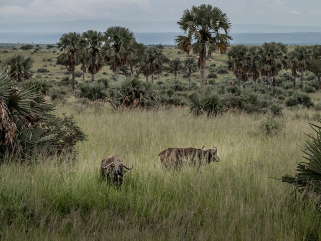 Murchison Falls NP_Safari_Uganda 24_9251