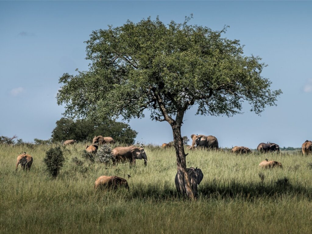 Murchison Falls NP_Safari_Uganda 24_9423