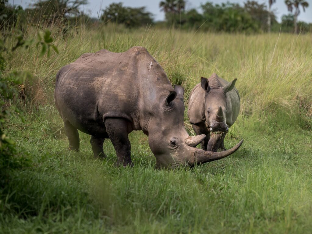 WSJ_9190_Uganda24_Rhino_Trekking