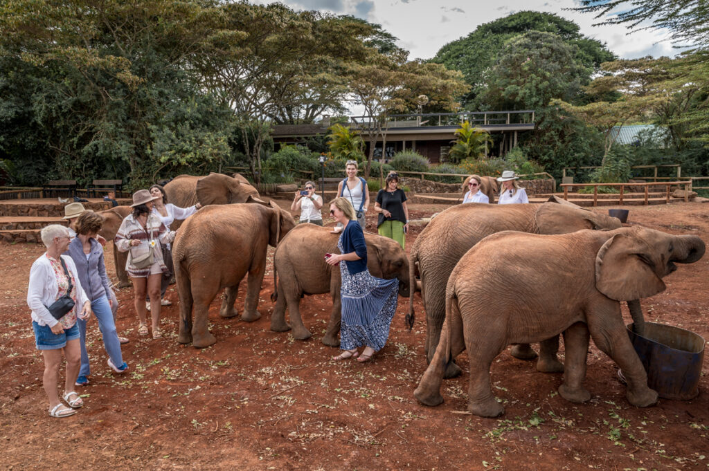 Kenya_Sheldrick WT-29