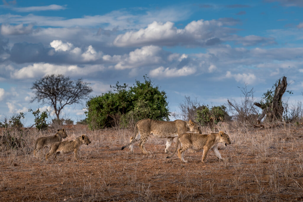 Kenya_Tsavo East NP-17