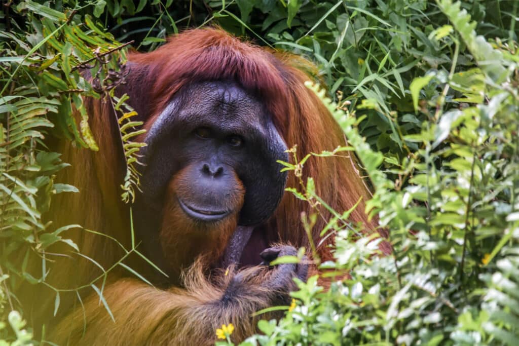 Borneo orangutan
