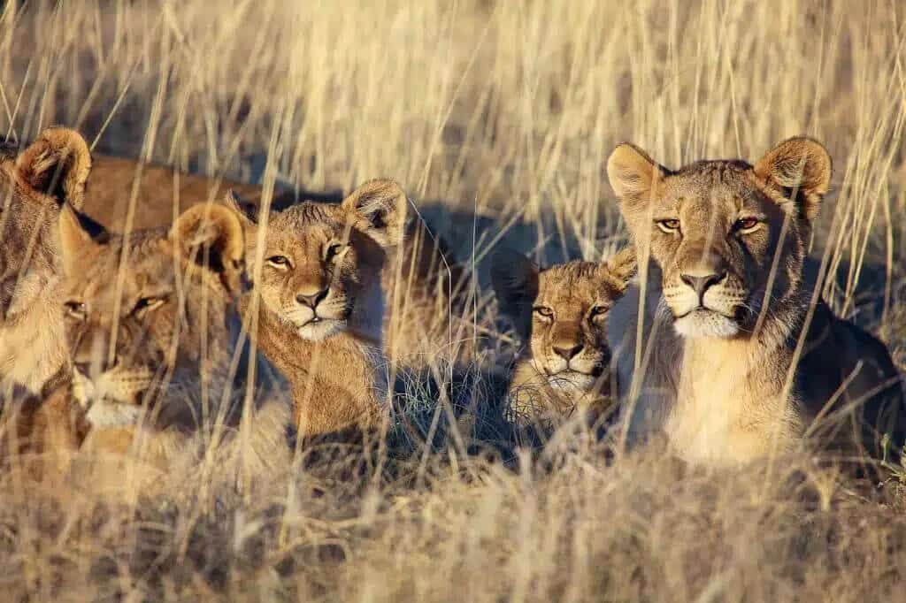 Kenya migration lions