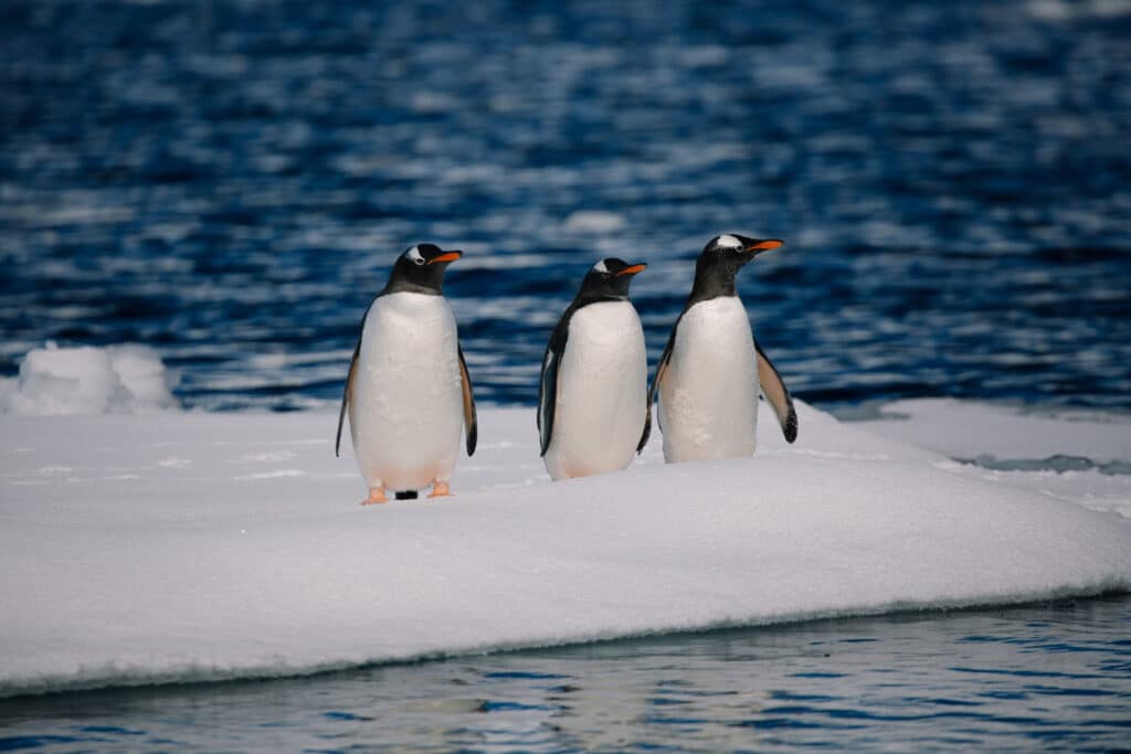 Travel-antarctica-18