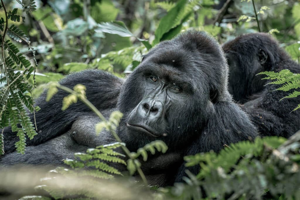 Uganda big gorilla
