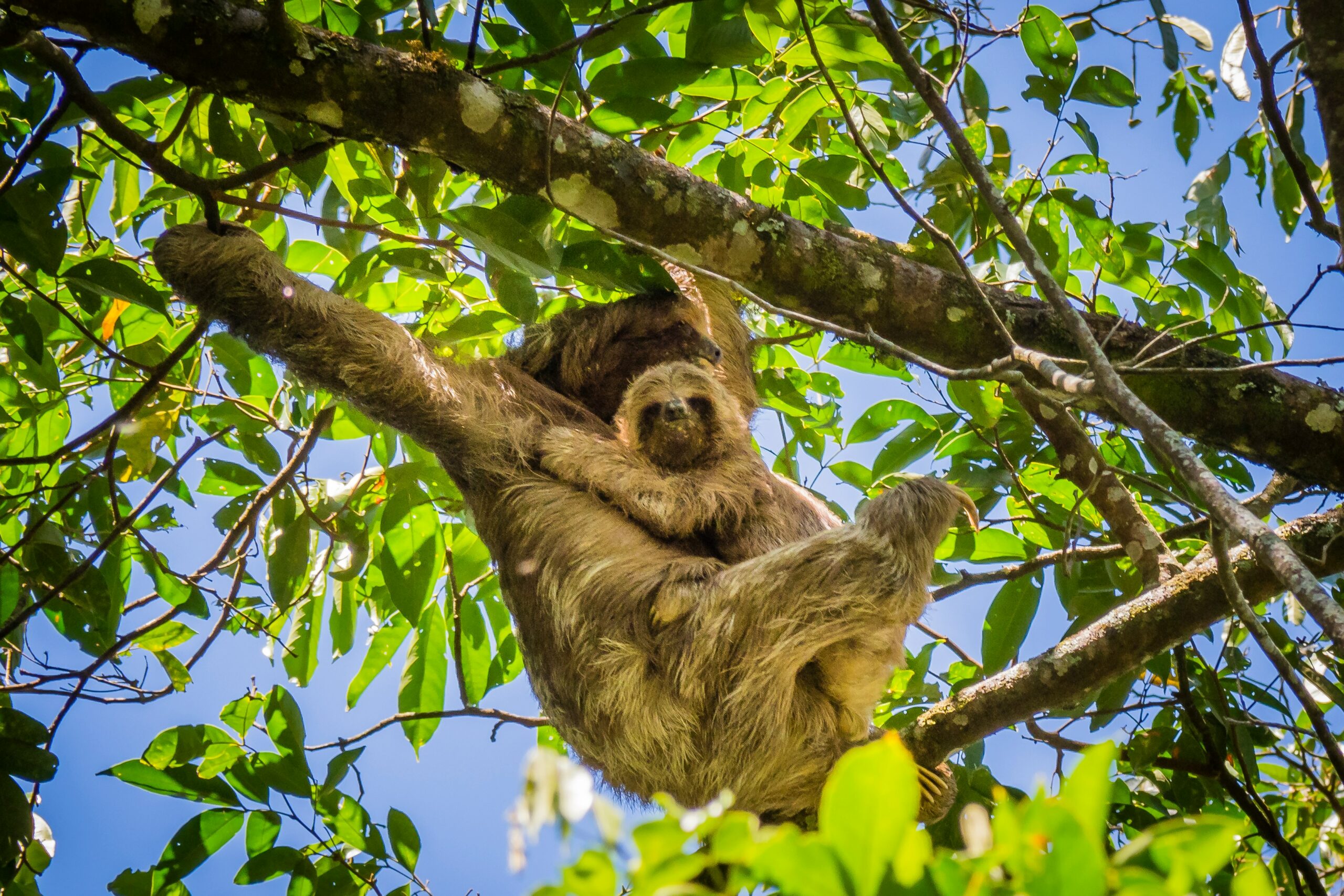 Costa rica sloths