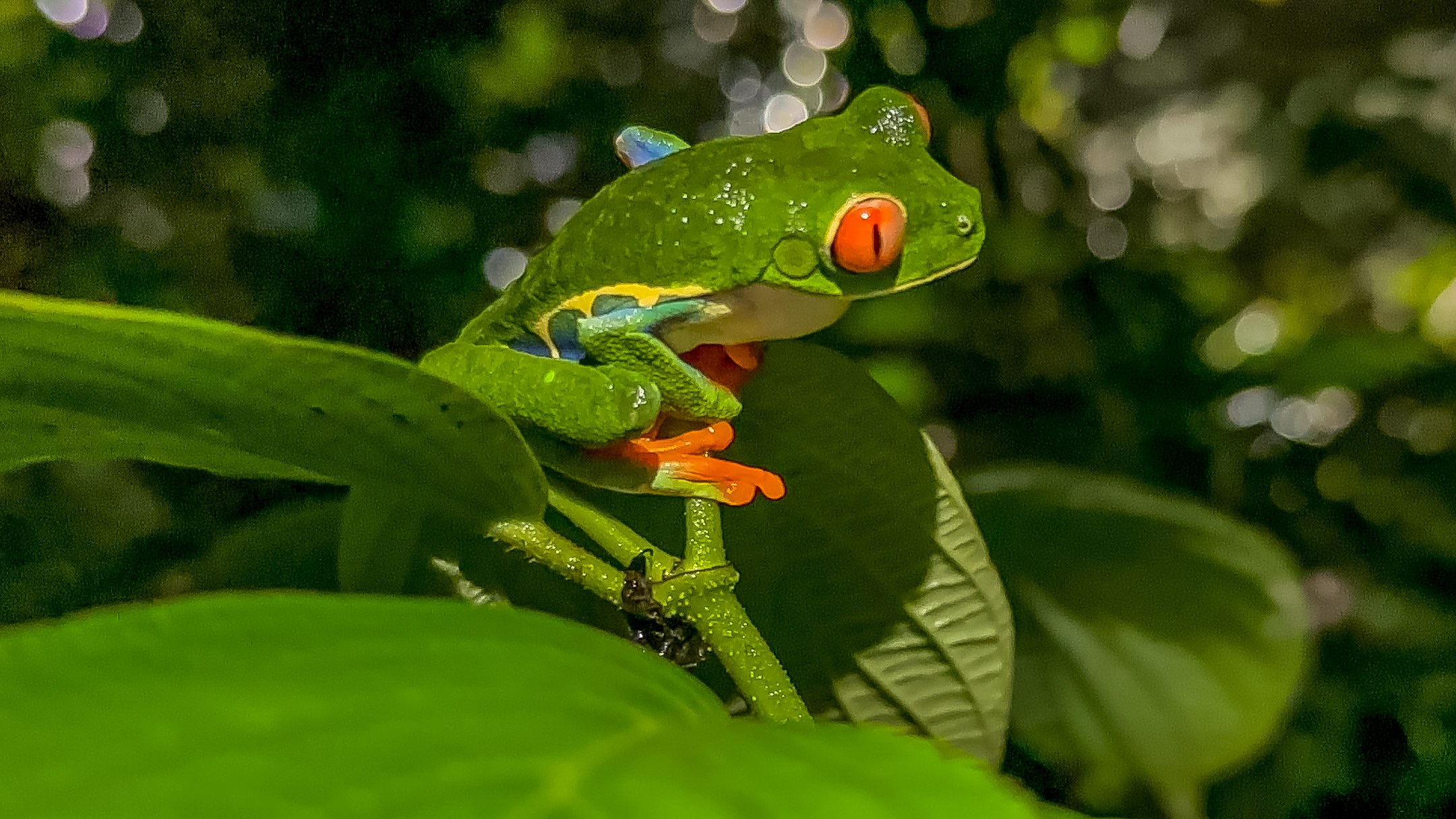 costa rica frog