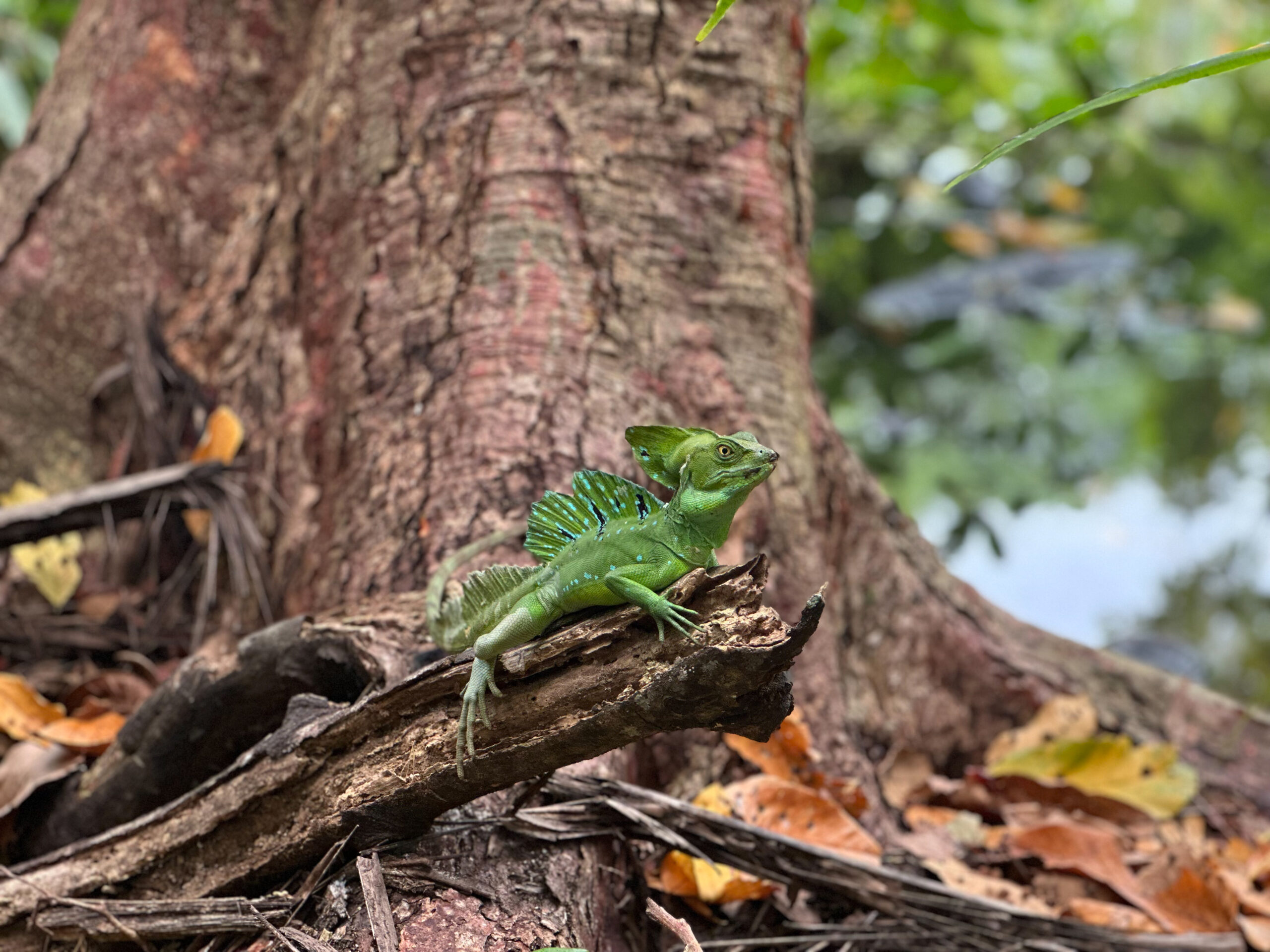 costa rica lizard