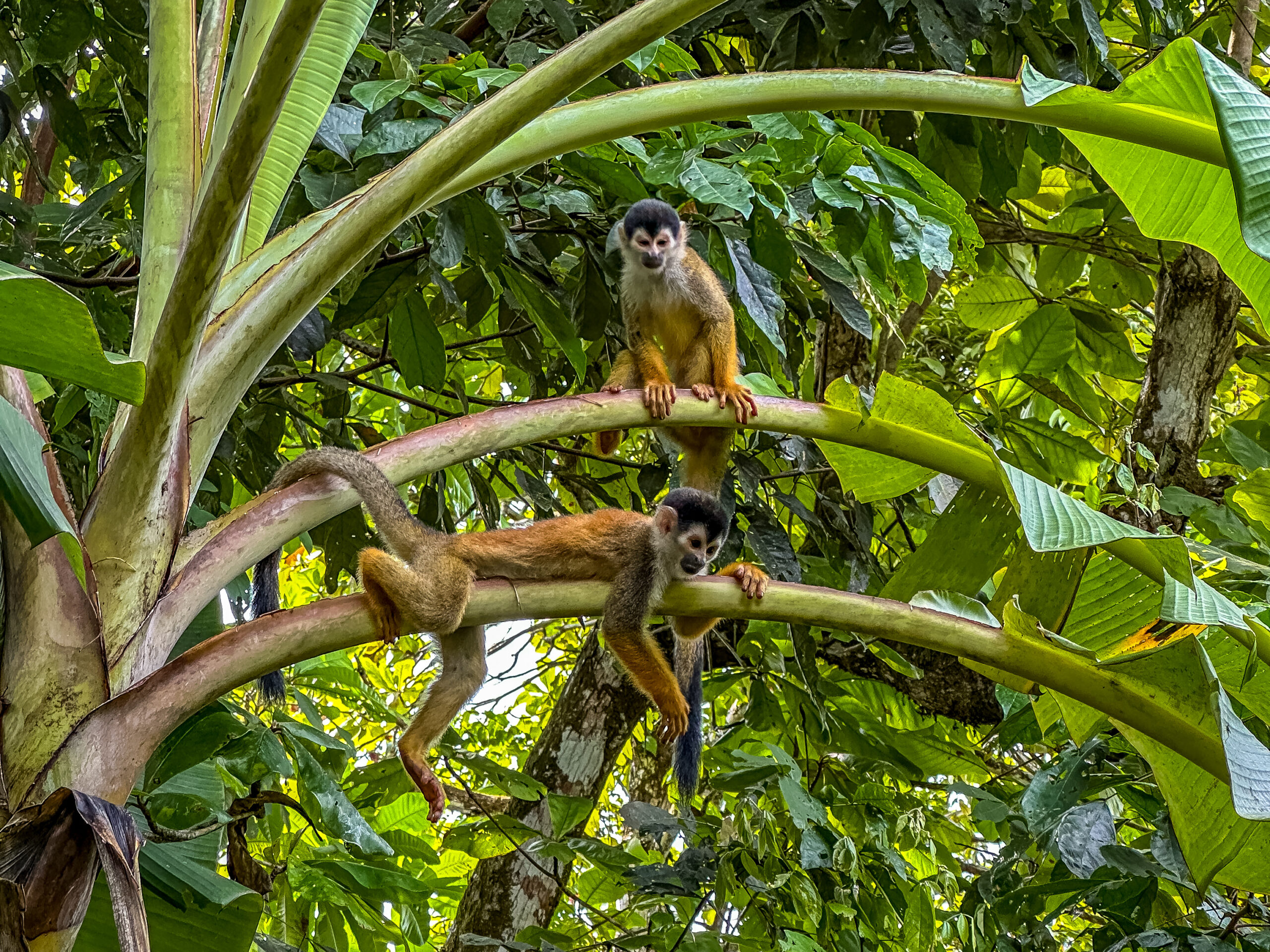 costa rica monkeys