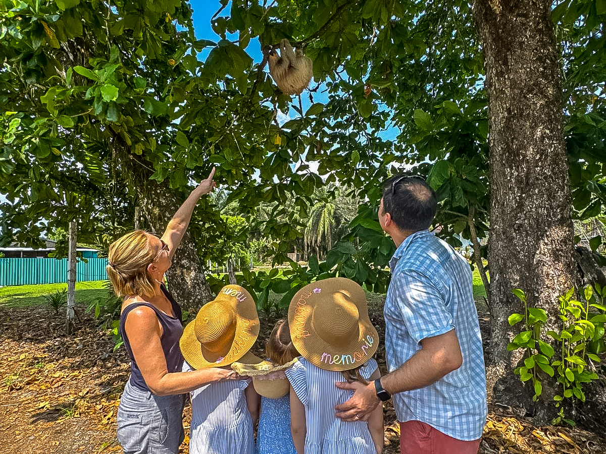 costa rica sloths