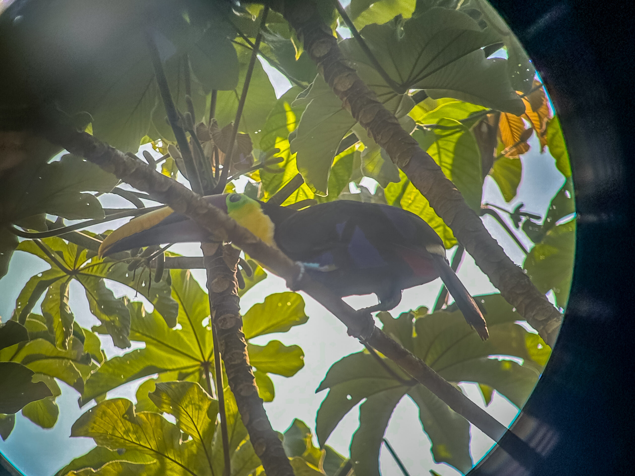 costa toucan