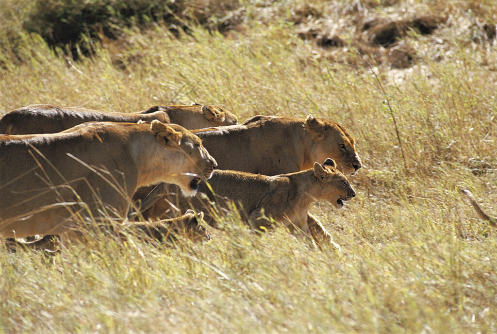 Photo Alain PonsLions (Panthera leo) - P.N du Serengeti - Tanzanie