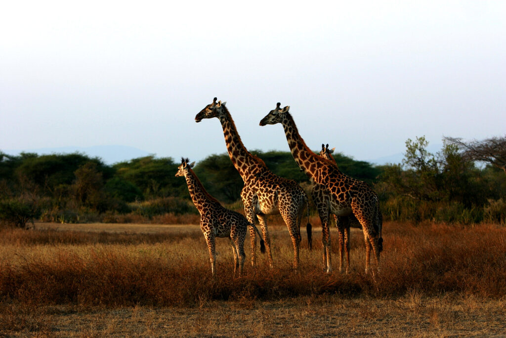 rojogiraffe