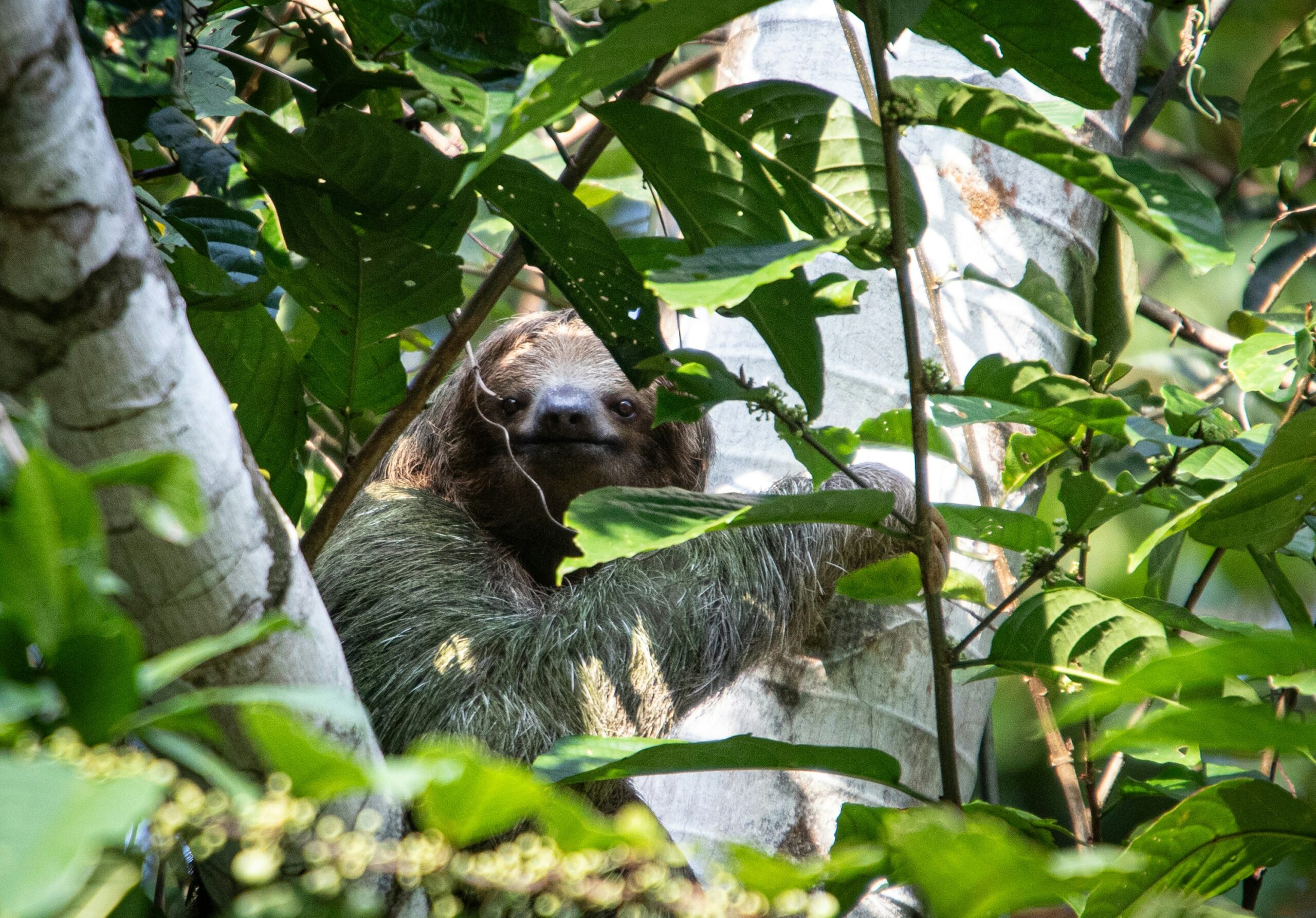 sloth tree