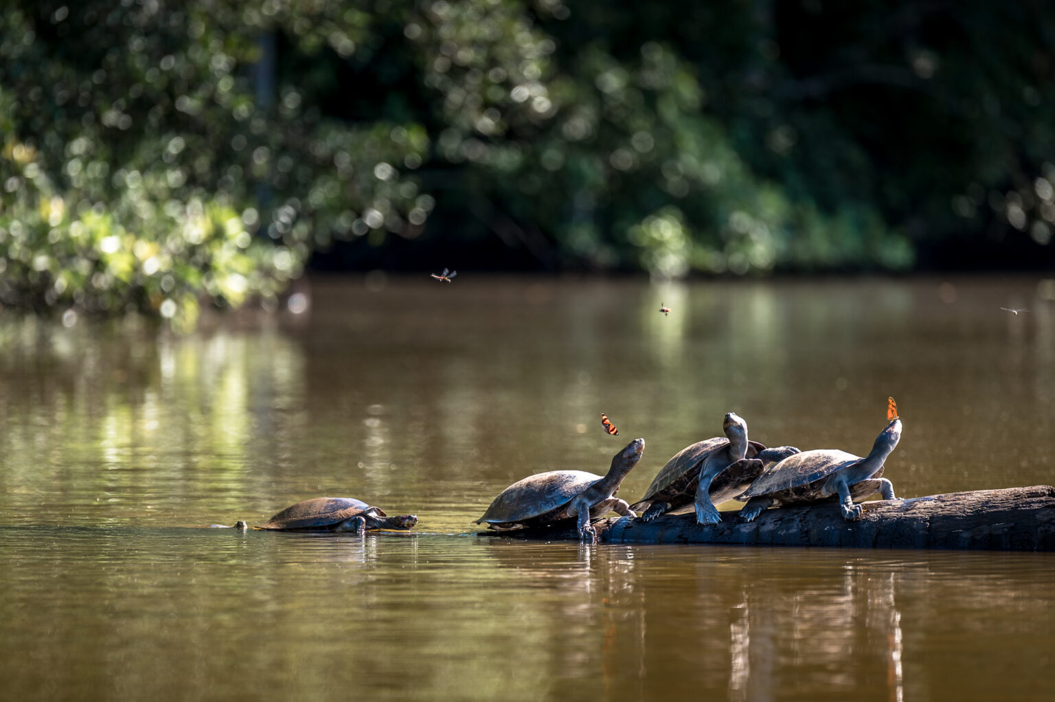 Peru_Amazon_25-40