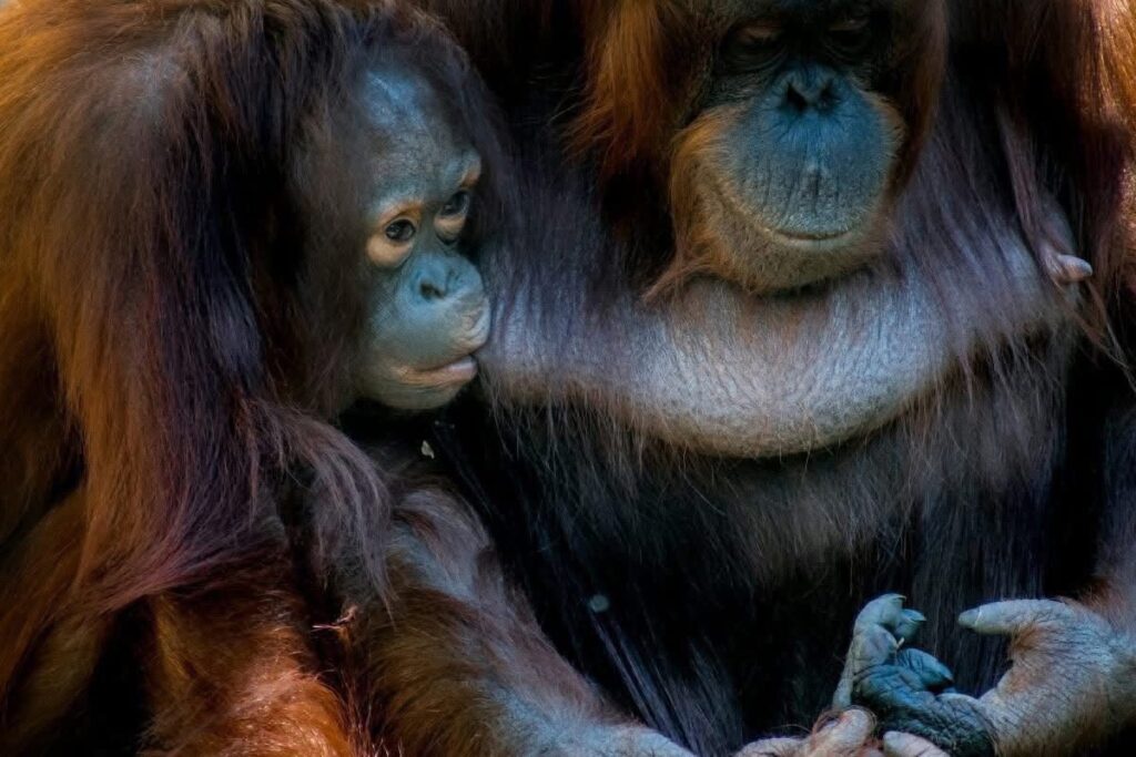 Borneo organutans