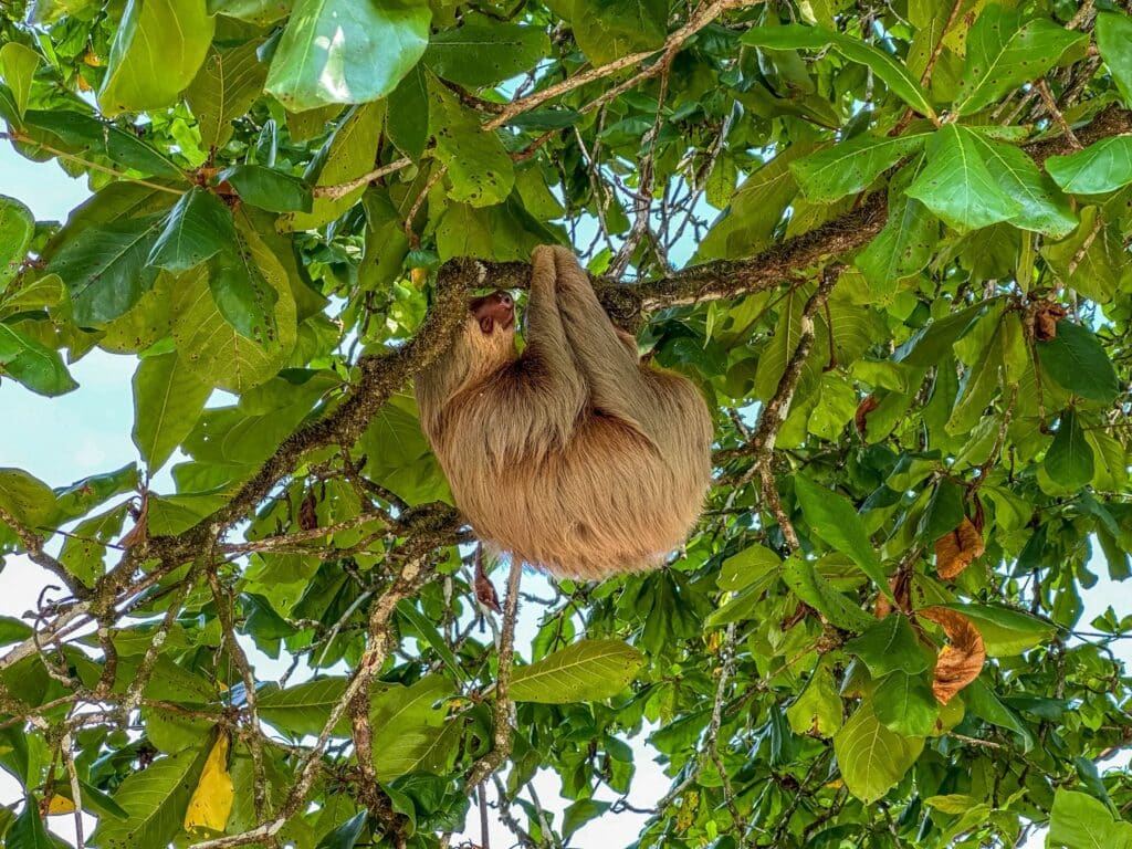 Costa rica sloth