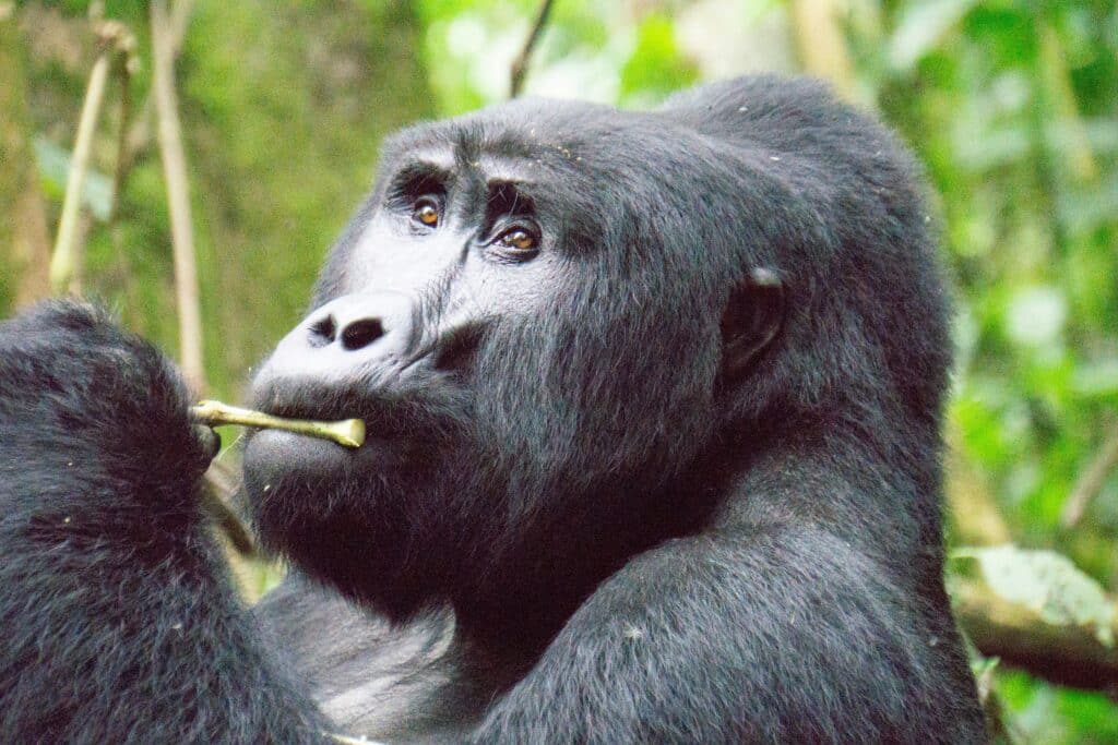 Uganda gorilla