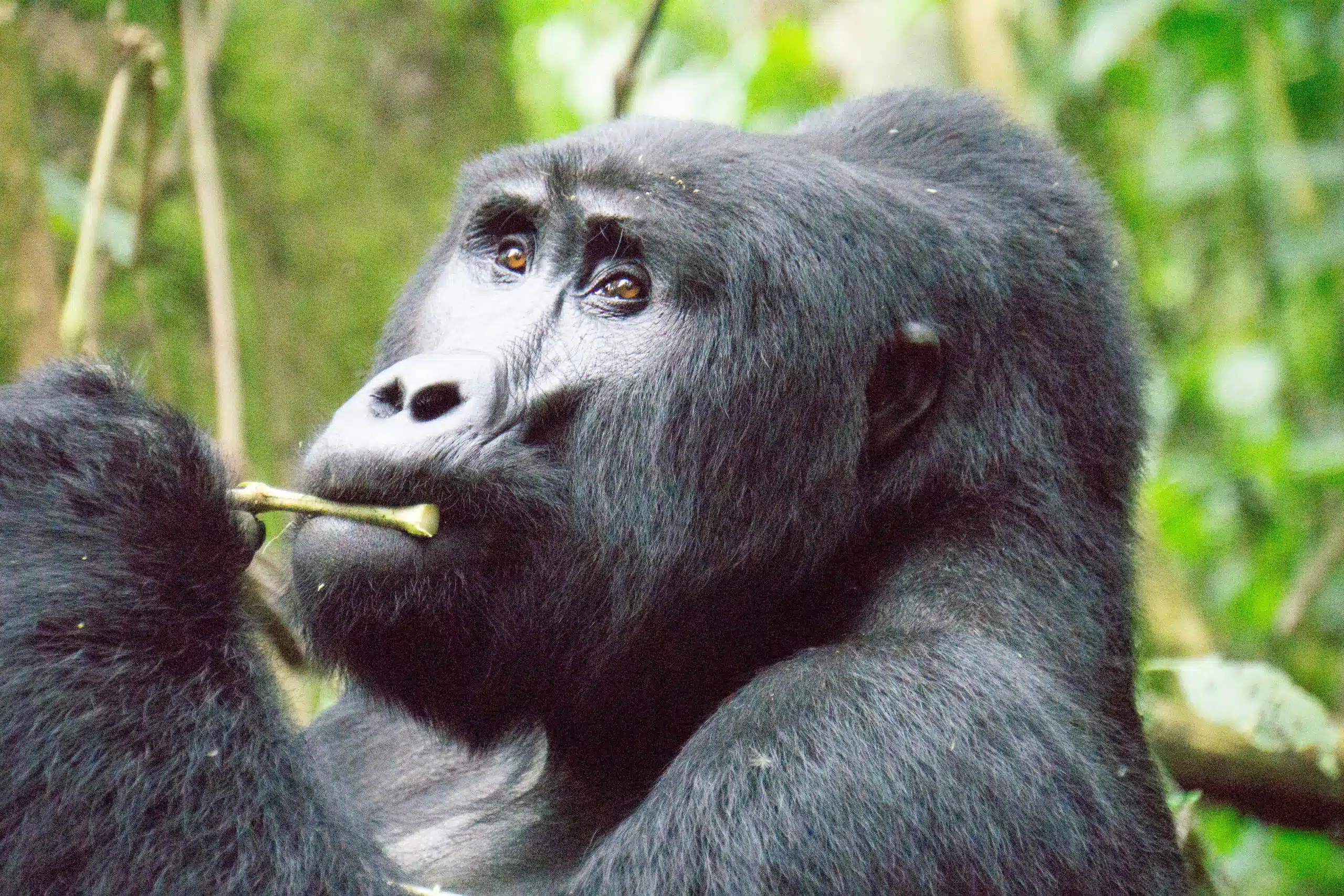 Uganda gorilla