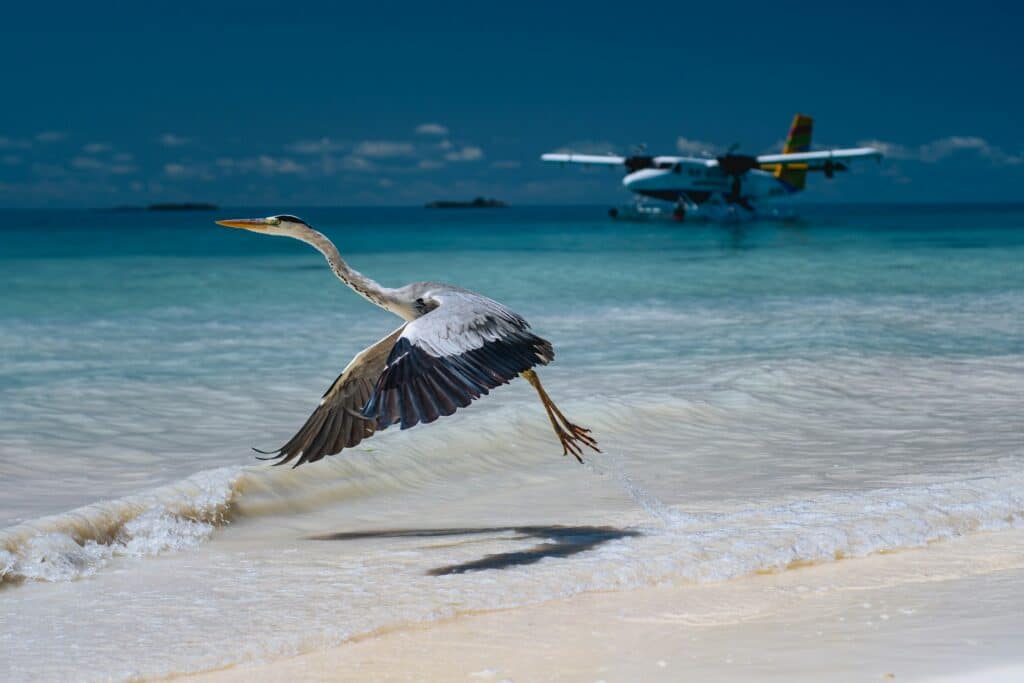 Maldives