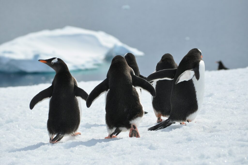 Penguins in Antarctica