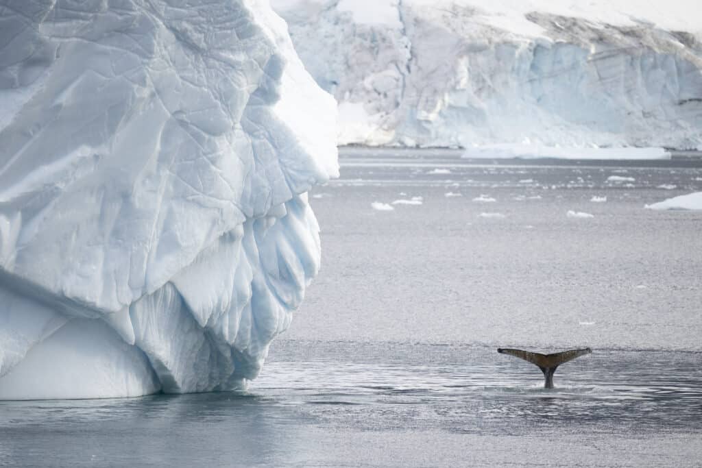 Travel-Antarctica-46