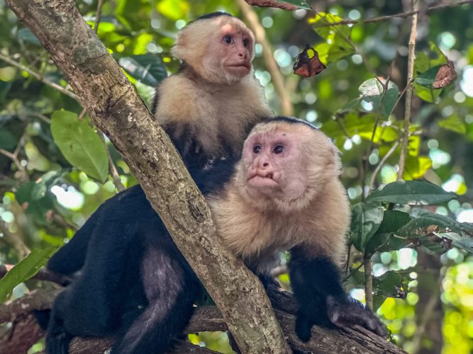 costa monkeys