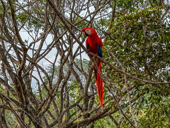costa parrot
