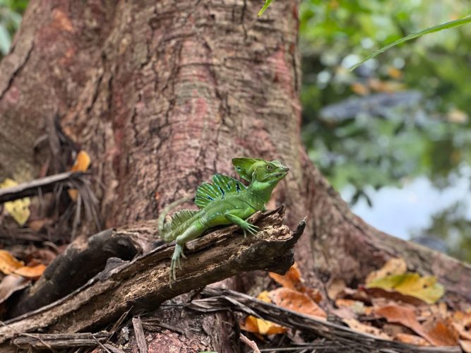 costa rica lizard