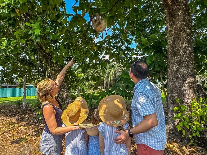 costa rica sloths