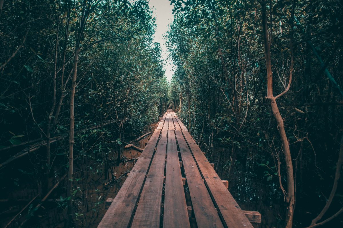 muhammad-hafizh-Q_Oygh1QB1c-unsplash (1)